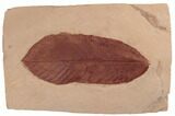 Red Fossil Oak Leaf (Quercus) - Montana #188984-1